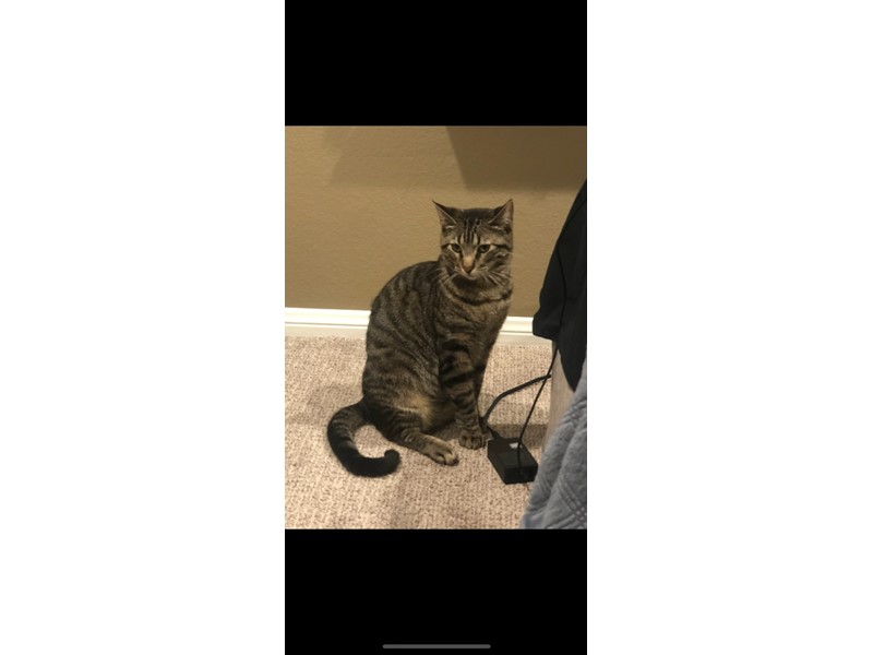 Pet Photo