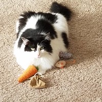 Lost Pet Image
