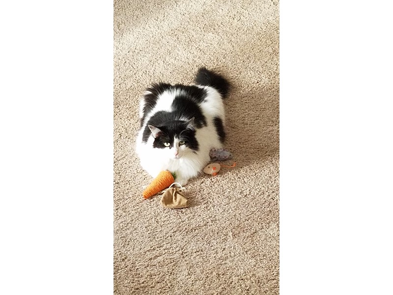 Pet Photo