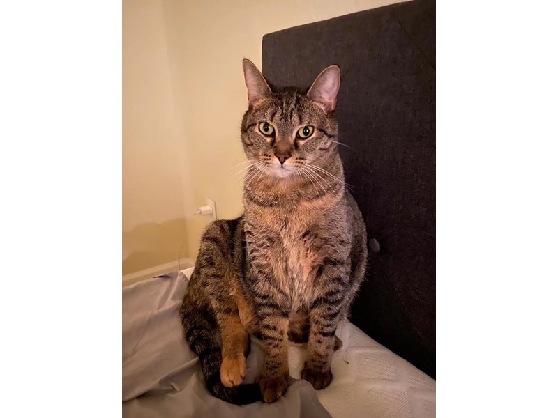 Pet Photo