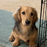 Magnus Max, Dachshund, lost pet near Jupiter Inlet Colony, FL