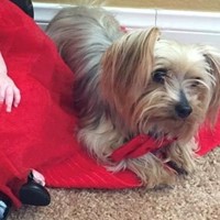 Lost Pet Image