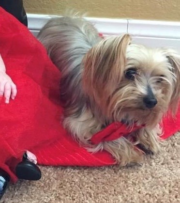 Pet Photo