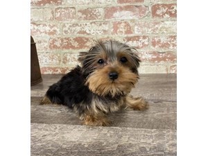 Pet Photo