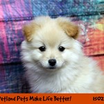 Fuffy Cenoz, Pomeranian, lost pet near Hillside, IL