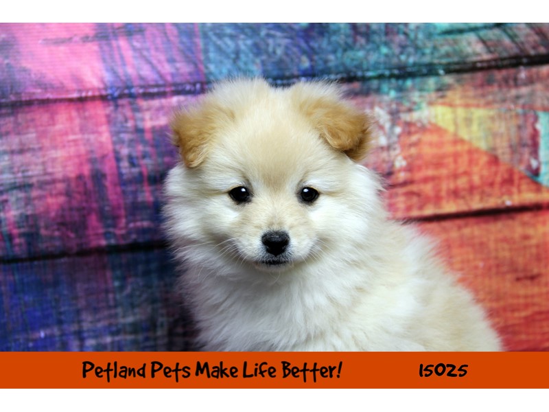 Pet Photo