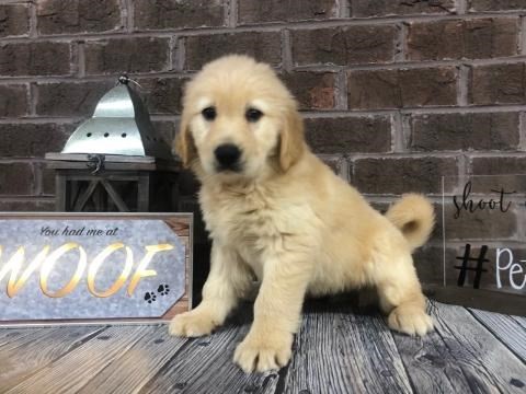 Pet Photo