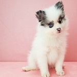 Dax, Pomeranian, lost pet near Whitney, NV