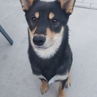 Lost Pet Image