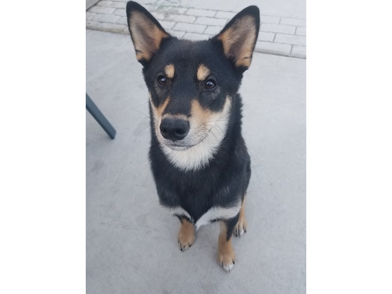 Pet Photo