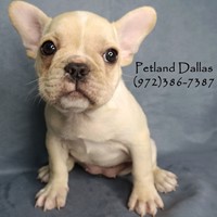 Lost Pet Image