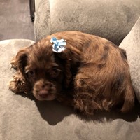Lost Pet Image
