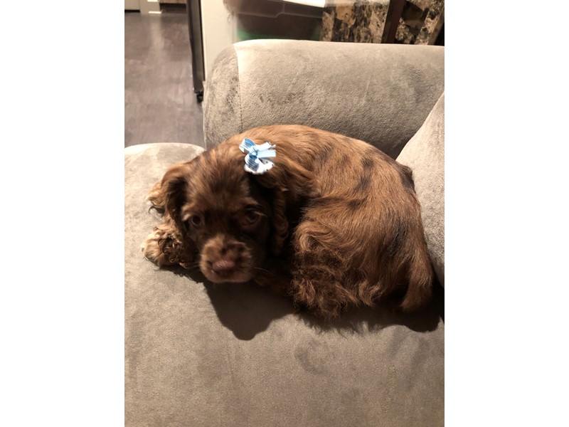 Pet Photo