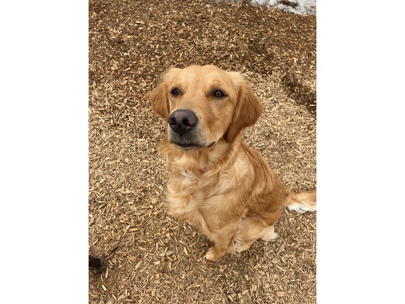 Pet Photo