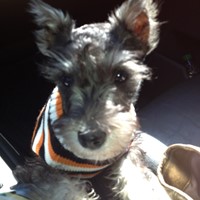 Lost Pet Image