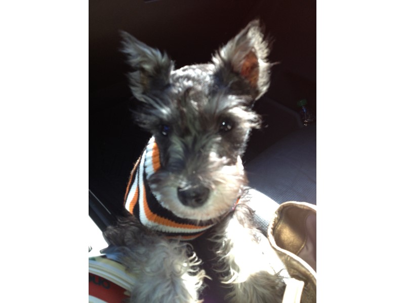 Pet Photo