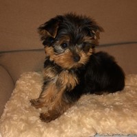 Lost Pet Image