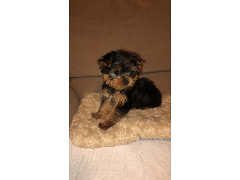 Pet Photo