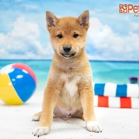 Lost Pet Image
