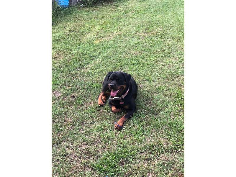 Pet Photo