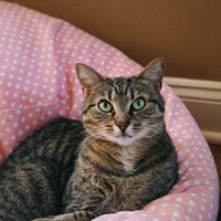 Lost Pet Image