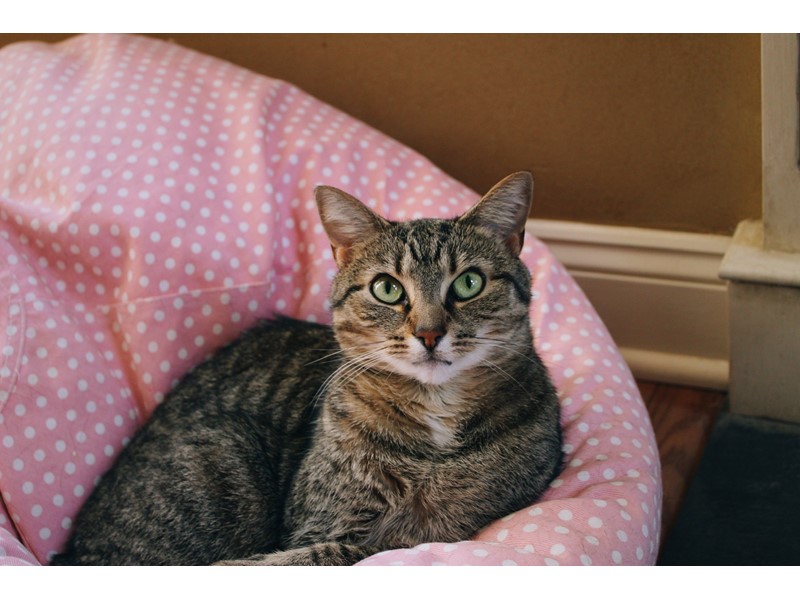 Pet Photo