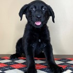 Lucy, German Shepherd/Labrador Retriever, lost pet near Springdale, OH