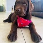 Hershey, Labrador Retriever, lost pet near Coconut Grove, FL
