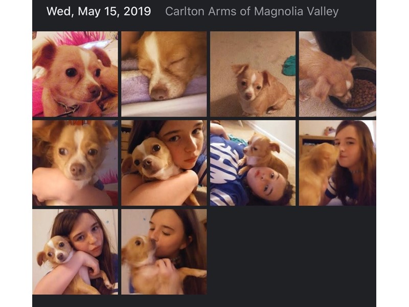 Pet Photo