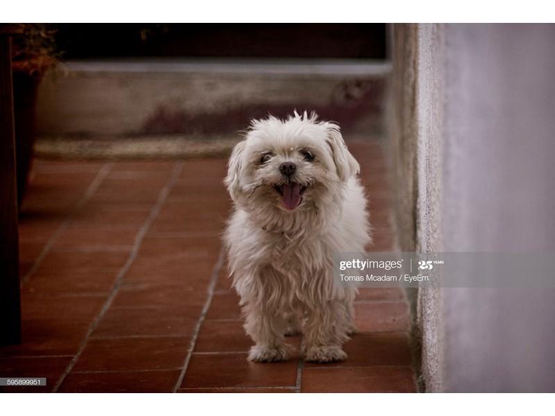 Pet Photo