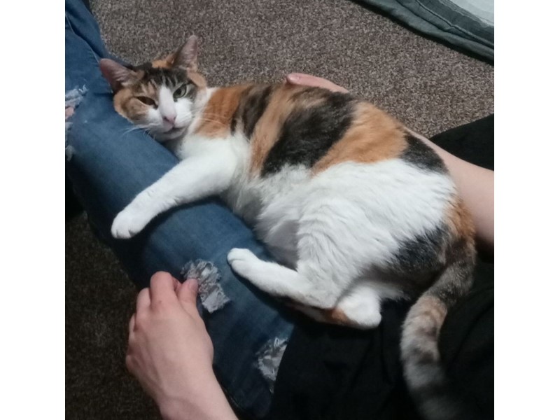 Pet Photo