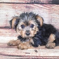 Lost Pet Image