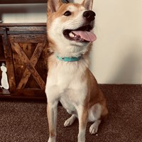 Lost Pet Image