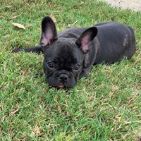 Lost Pet Image