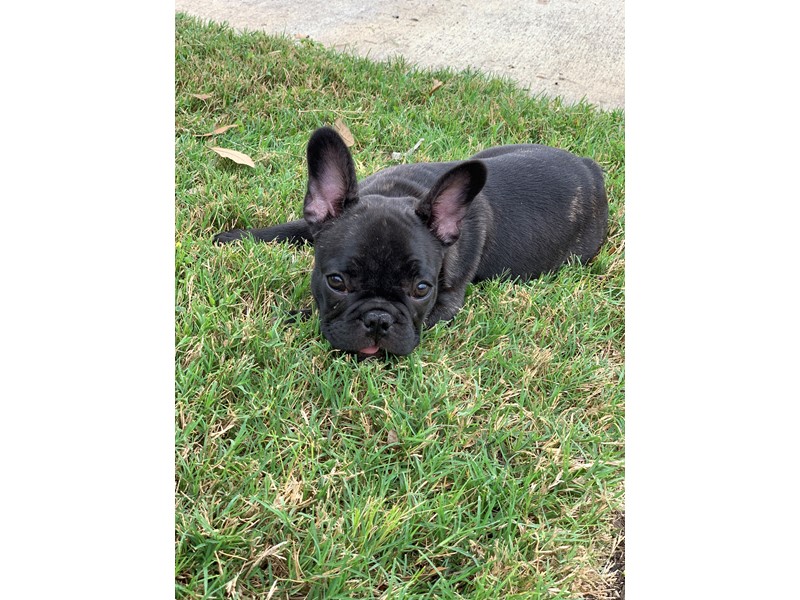 Pet Photo