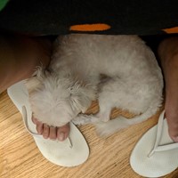 Lost Pet Image
