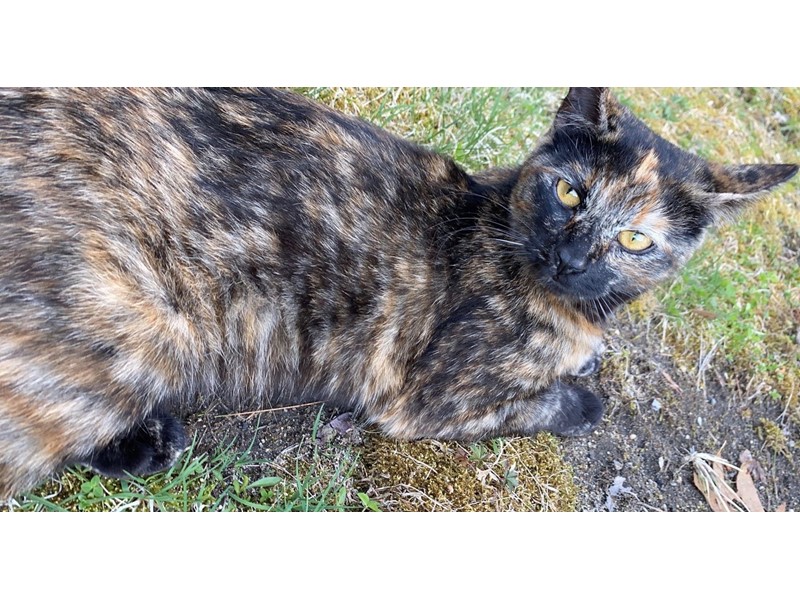 Pet Photo