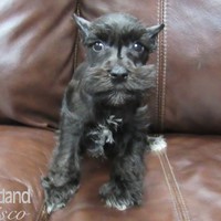 Lost Pet Image