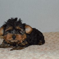 Lost Pet Image