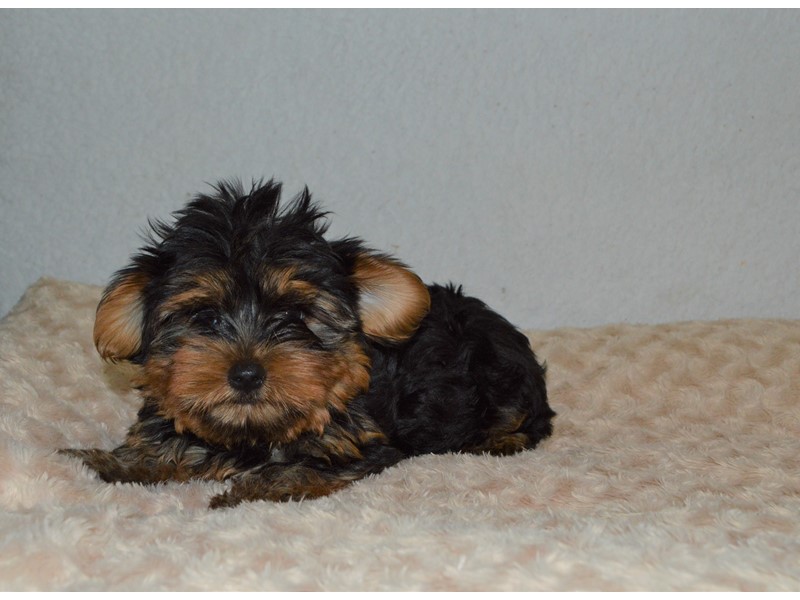 Pet Photo