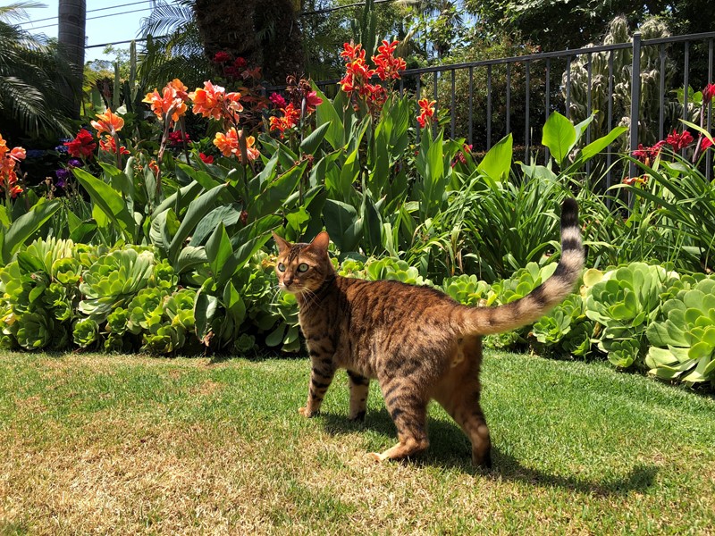 Pet Photo