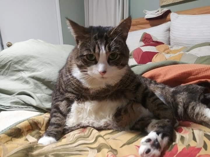 Pet Photo