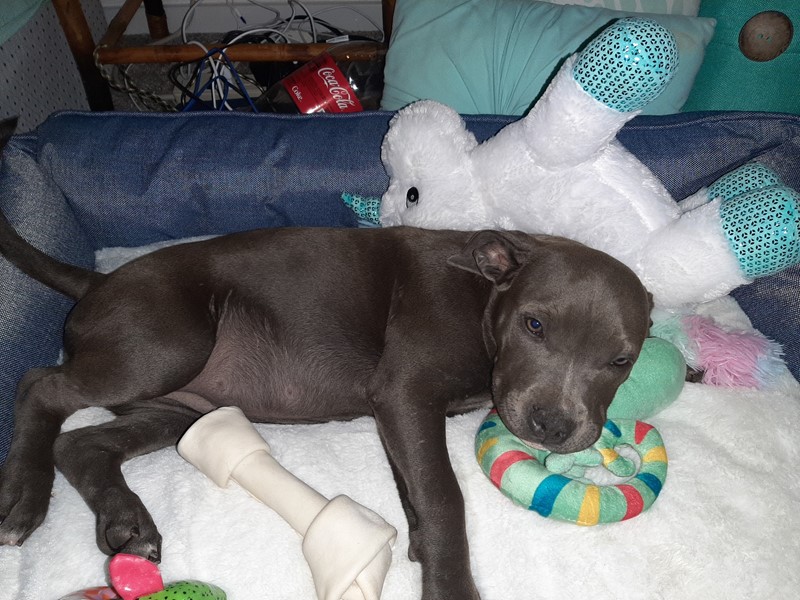 Pet Photo