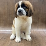 Saint Bernard, lost pet near Baltimore, OH