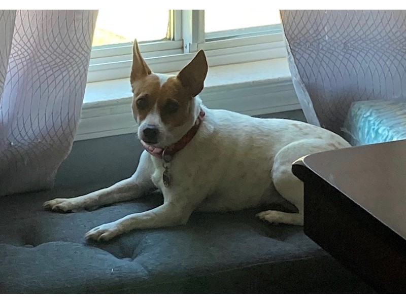 Pet Photo