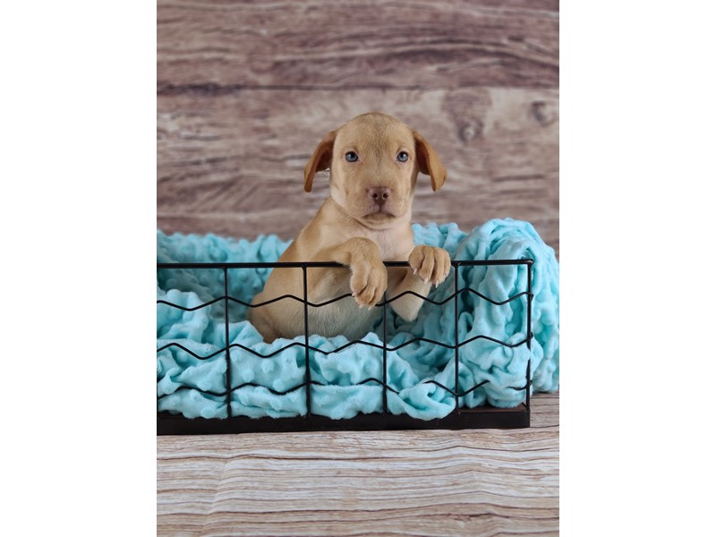Pet Photo