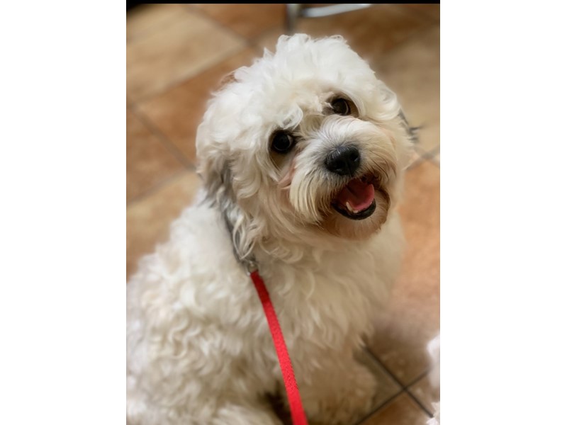 Pet Photo
