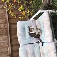 Lost Pet Image