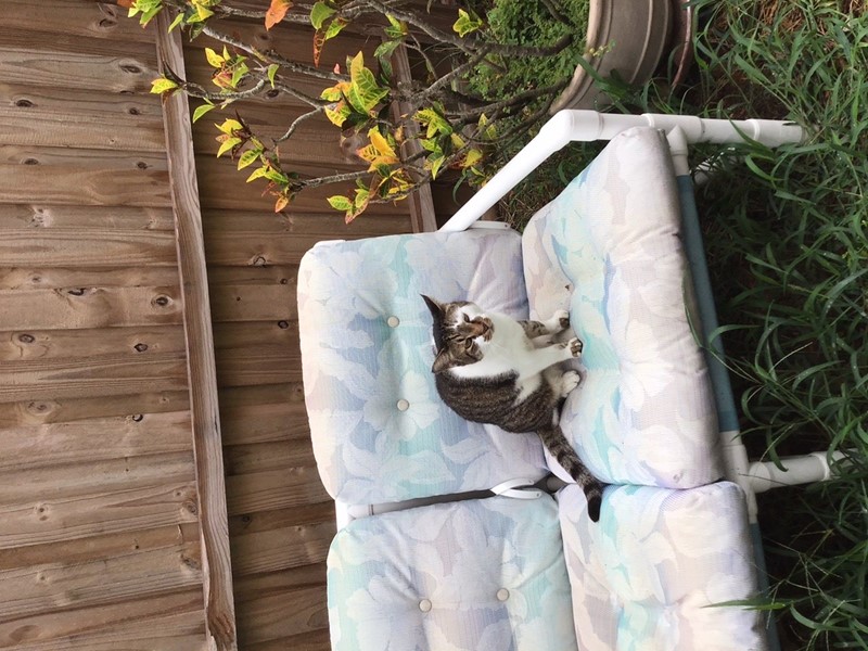 Pet Photo