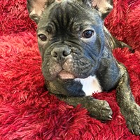 Lost Pet Image